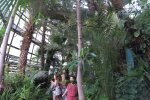 В Днепре расцвел дикий банан, но лучше не пихать его в рот