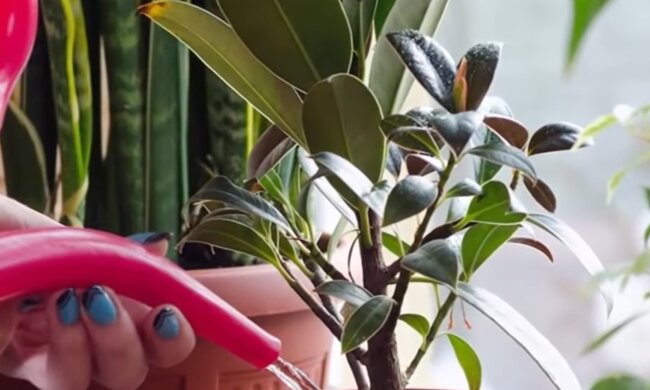 Комнатные растения, скриншот: YouTube