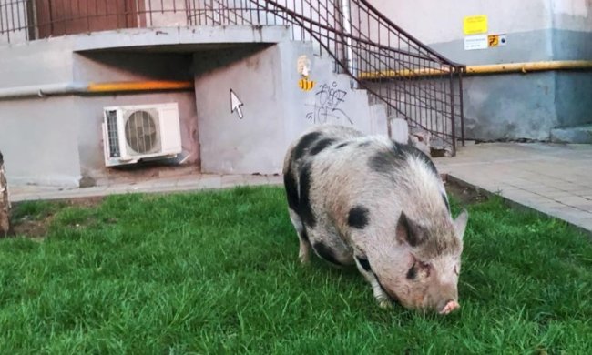 Свинья на прогулке