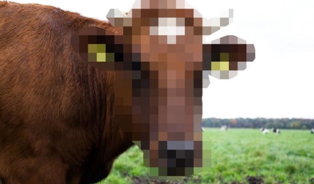 Google Street View потурбувався про приватність корів