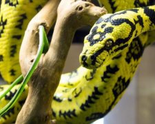 Гігантський пітон ефектно пообідав на очах приголомшених глядачів