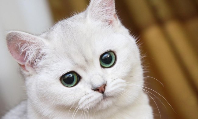 Ученые доказали: коты нас понимают, просто игнорируют