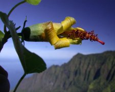 Hibiscadelphus wodii