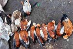 В заповеднике "Аскания-Нова" нашли погибших птиц, фото: kherson-news