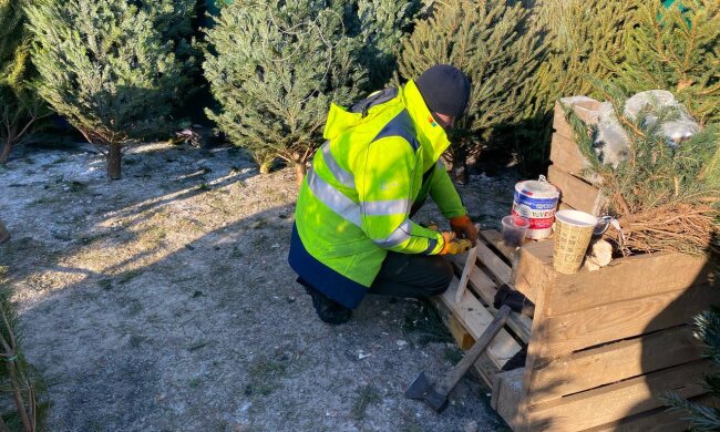 Продажа елок, фото: Знай.ua