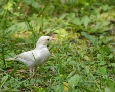 У Миколаївській області виявили "горобця-дракулу": блідий, вселяє жах