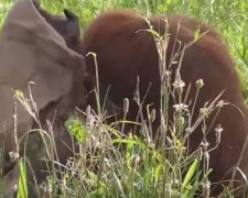 Модний аксесуар зробив орангутанга справжньою зіркою (відео)