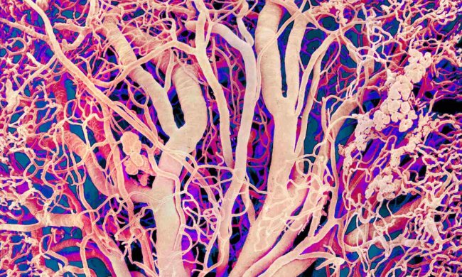 Судини в кістках: вчені відкрили новий елемент кровоносної системи