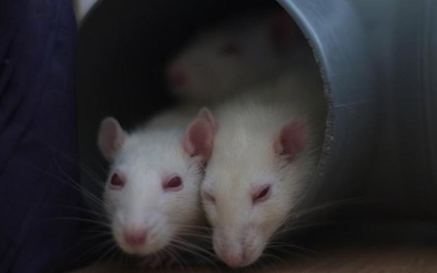 Родились первые космические мыши