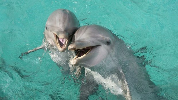 Зоологи знайшли дельфінів-наркоманів: передають "голку" по колу