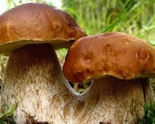 Як правильно збирати гриби