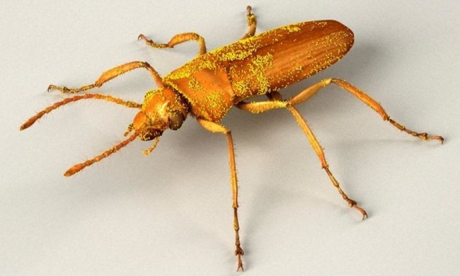 Доісторичні комахи виконували функції квітів