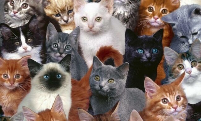  Американка залишила свій будинок через любов до кішок