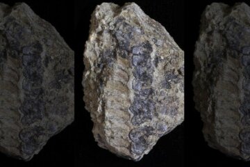 Окаменелости растения, фото: Current Biology