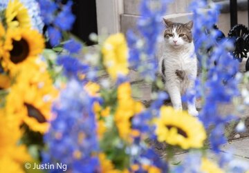 Кот Лари на Даунинг-стрит. Фото: Justin Ng / Twitter