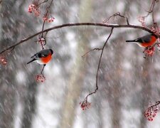 Погода в Україні, фото: UA Today