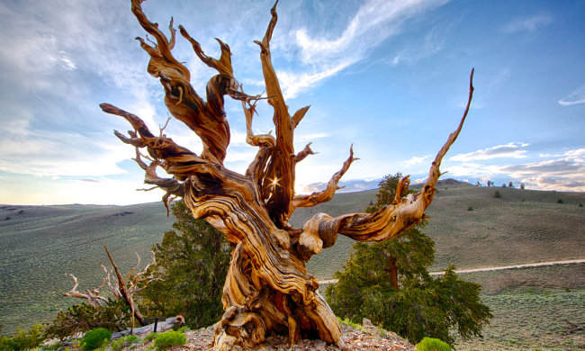 Пережили війни, голод і десятки поколінь: фото найстаріших дерев, які бачили все