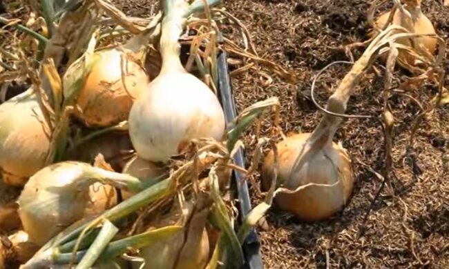 Вирощування цибулі, кадр з відео