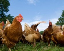 Українська птиця "полетить" в Емірати