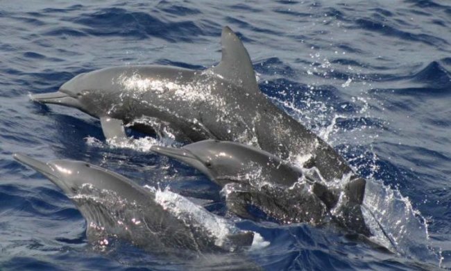 Дельфіни втекли від окупантів в українські річки