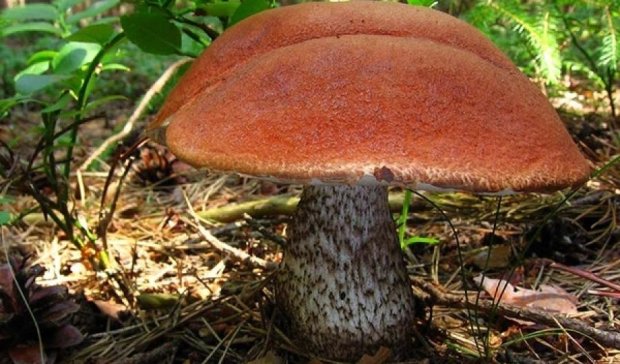 На Львівщині знайшли гігантський гриб