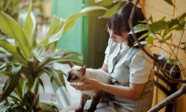 кішка на руках дівчини, фото Pxhere