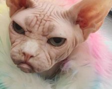 5 простих способів заспокоїти агресивного кота