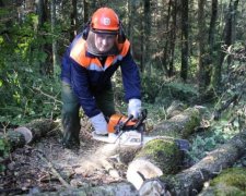 День работников леса Украины 2017: история и традиции праздника