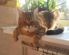 Грибы не пройдут: кот ценой жизни спас бабушку и внучку