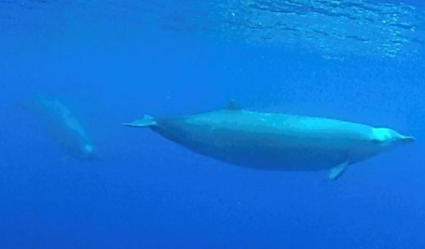 Редчайший кит случайно попал в объектив камеры