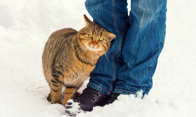 Як дізнатися, наскільки велелюбна кішечка і чи пустила вона вас в сім'ю: пара рухів у відповідь на питання