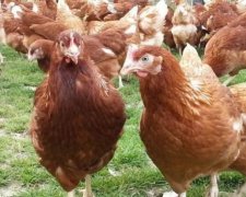 Куры оказались умнее собак