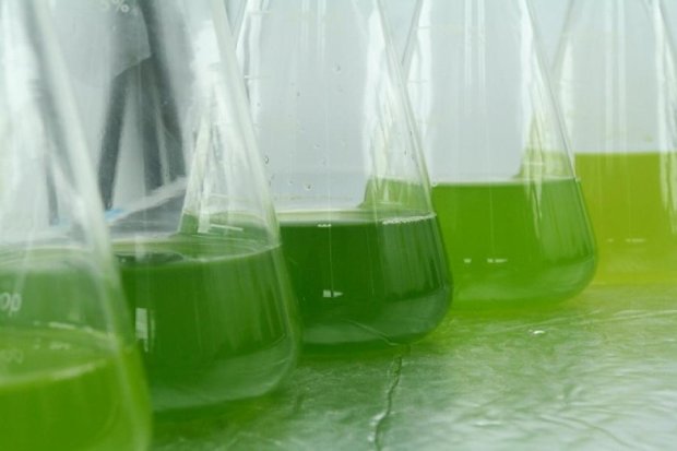 У США використають  водорості як біопаливо та фільтр для води