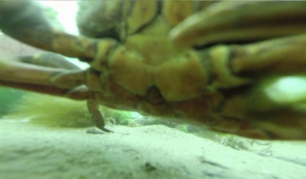 Удивительное видео с камеры, что провела год на дне моря