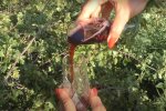 домашнее вино, скриншот из видео