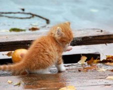 Сеть возмутили малолетние садисты