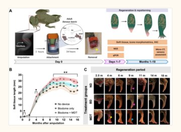 Процес регенерації лапок у жаб, фото з Science Advances