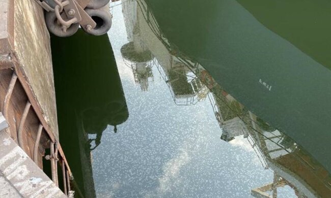 в акваторії Дніпро-Бузького лиману стався розлив соняшникової олії