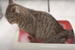 Котик, скріншот: Youtube