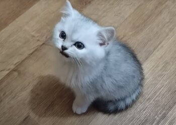 Котик, скриншот: Youtube