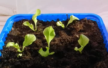 Вирощування листя салату, скріншот з відео