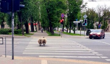 Вівці на вулиці в Ризі, фото: lsm.lv