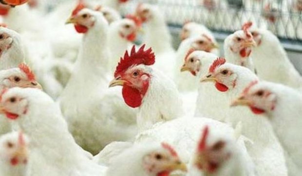 Україна домовилася з Саудівською Аравією про експорт курятини