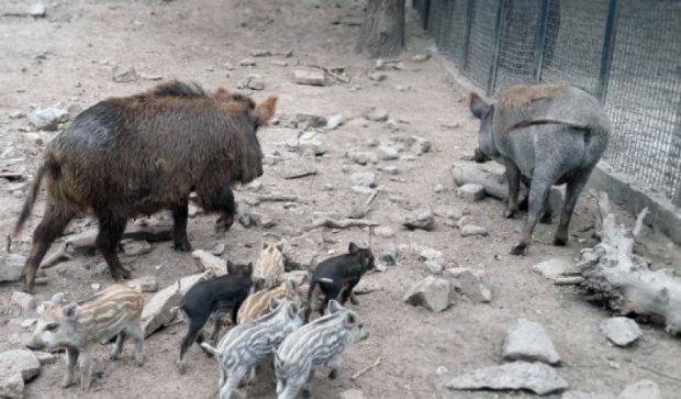 У запорізькому зоопарку народилися дикі кабанята (фото)