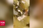 Жуйка в супі. скрін з відео, ТСН