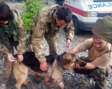 Героическая история: пес в АТО пожертвовал собой ради воинов