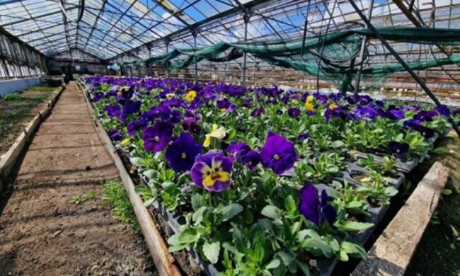 Теплица, КП Горзелентрест