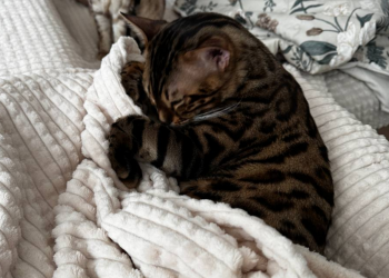 Котик, фото: Знай.ua