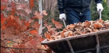 Перестаньте палити опале листя: як воно може допомогти вам на городі і не шкодити оточуючим