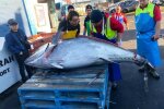 Величезний тунець, фото: Sydney Fish Market